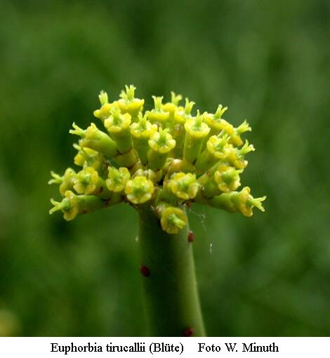 معرفی گیاهان - بیدار